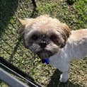 Photo of Penny 16 Month Old Shih Tzu