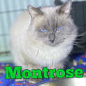 Photo of Montrose 