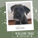 Photo of Valerie