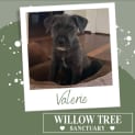 Photo of Valerie