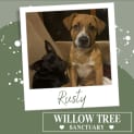 Photo of Rusty