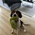 Photo of Scout