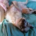 Photo of Torian