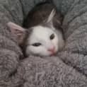 Photo of Watson