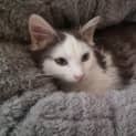 Photo of Watson