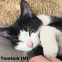 Photo of Tom Tom