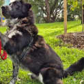 Photo of Tarzan