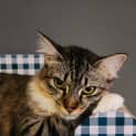 Photo of Isla