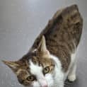 Photo of Meeko