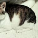 Photo of Meeko