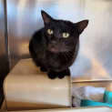 Photo of Kuro
