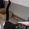 Photo of Kuro