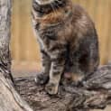 Photo of Molly
