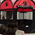Photo of Bella