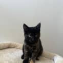 Photo of Bella