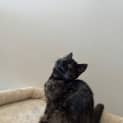 Photo of Bella