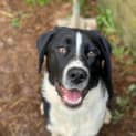 Photo of Cobalt