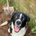 Photo of Cobalt