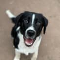 Photo of Cobalt