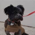 Photo of Mochi