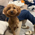 Photo of Scout