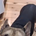 Photo of Chico