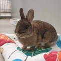 Photo of Delilah