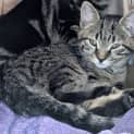 Photo of Bonnie