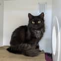 Photo of Willow