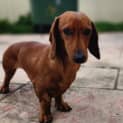 Photo of Miles
