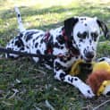Photo of Poppy