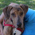 Photo of Caesar