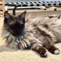 Photo of Shadow Bandit