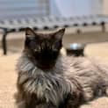 Photo of Shadow Bandit