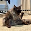 Photo of Shadow Bandit