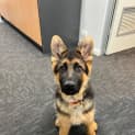 Photo of Roxy