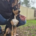 Photo of Callie
