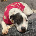Photo of Mahala