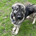 Photo of Bessie