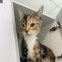 Photo of Cleo