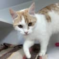 Photo of Pinky The Cat