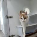 Photo of Pinky The Cat