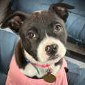 Photo of Shaula
