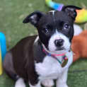 Photo of Shaula