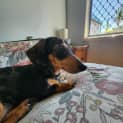 Photo of Belle