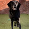 Photo of Poncho