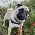 Photo of Penny