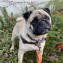 Photo of Penny