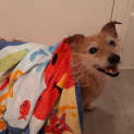 Photo of Tussle