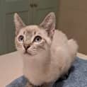 Photo of Gizmo